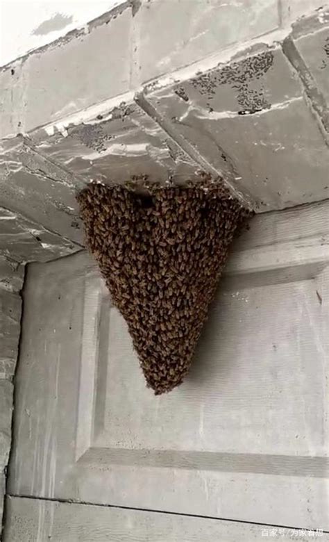 財位是門 蜜蜂来家里筑巢是好事吗